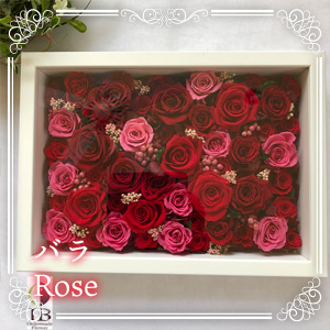 バラ Rose