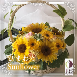 ひまわり Sunflower