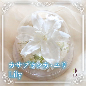 カサブランカ・ユリ Lily