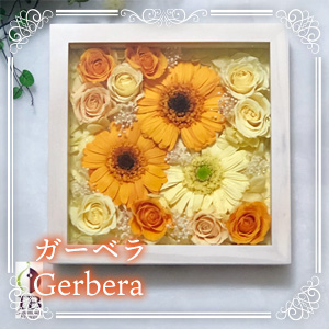 ガーベラ Gerbera