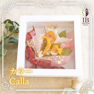 カラー Calla