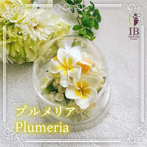 プルメリア Plumeria