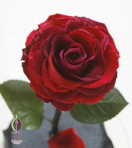 プリザードフラワー　オーダーメイド　一輪の赤いバラ